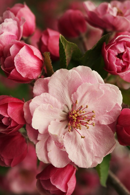 Cersanit Beata Pink Flower Декор